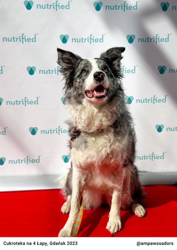 Cukroteka na 4 Łapy - Gdańsk 2023