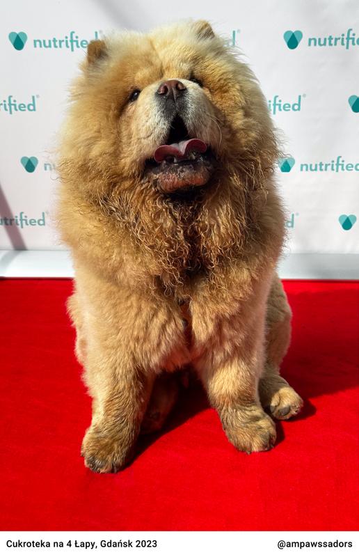 Cukroteka Gdansk 2023 02