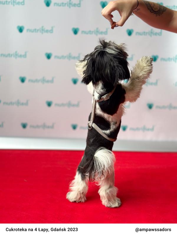 Cukroteka Gdansk 2023 06