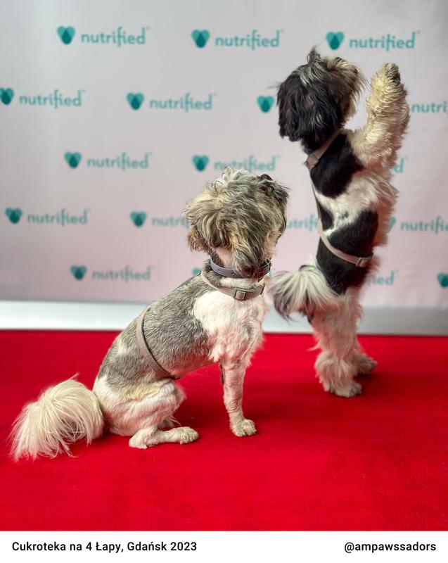 Cukroteka Gdansk 2023 07