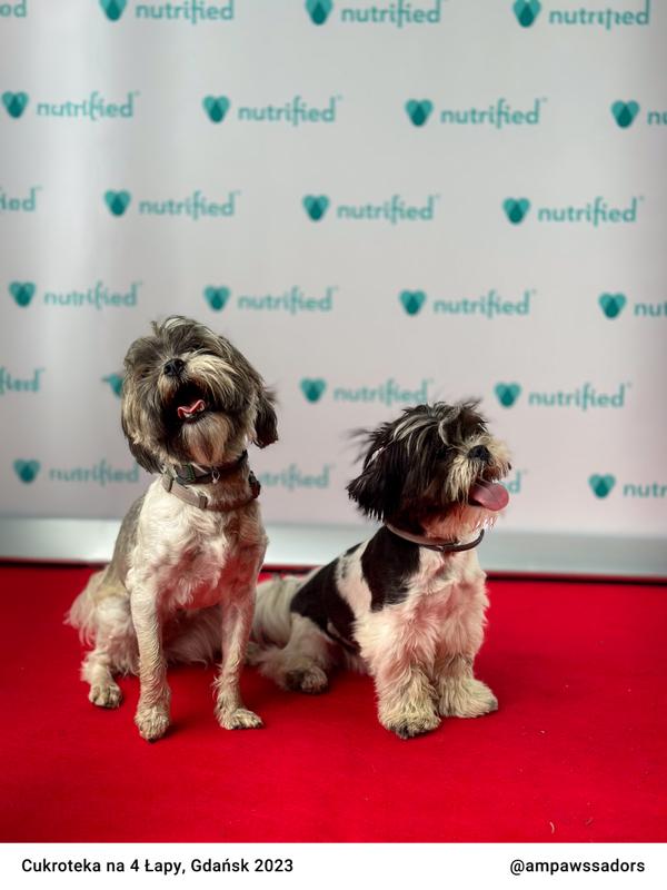 Cukroteka Gdansk 2023 08