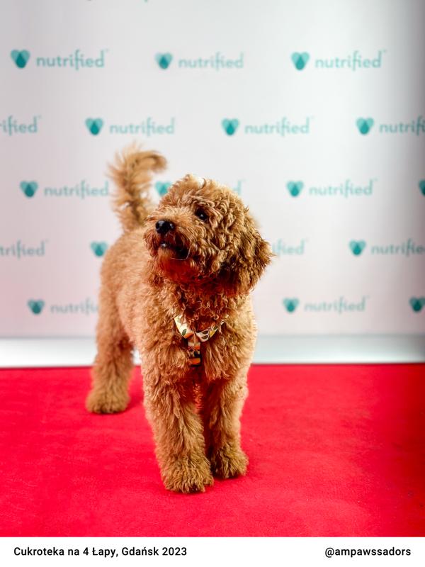 Cukroteka Gdansk 2023 09