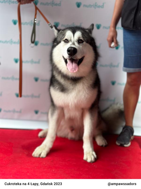 Cukroteka Gdansk 2023 10