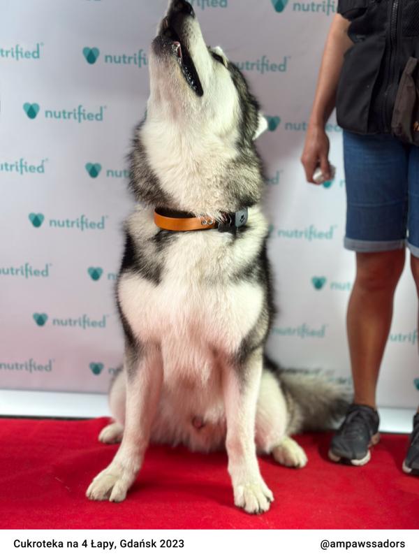 Cukroteka Gdansk 2023 11