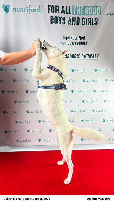 Cukroteka Gdansk 2023 13