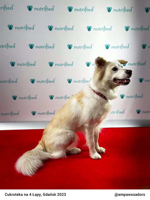 Cukroteka Gdansk 2023 14