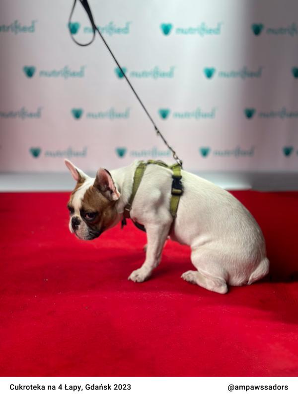 Cukroteka Gdansk 2023 15