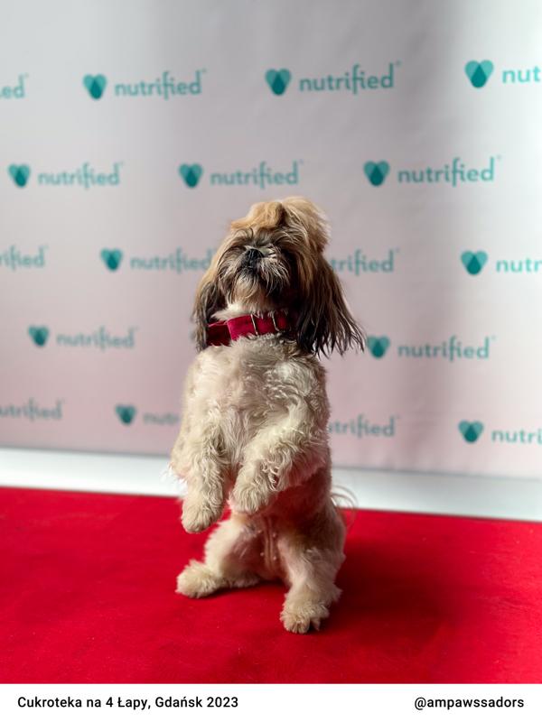 Cukroteka Gdansk 2023 16