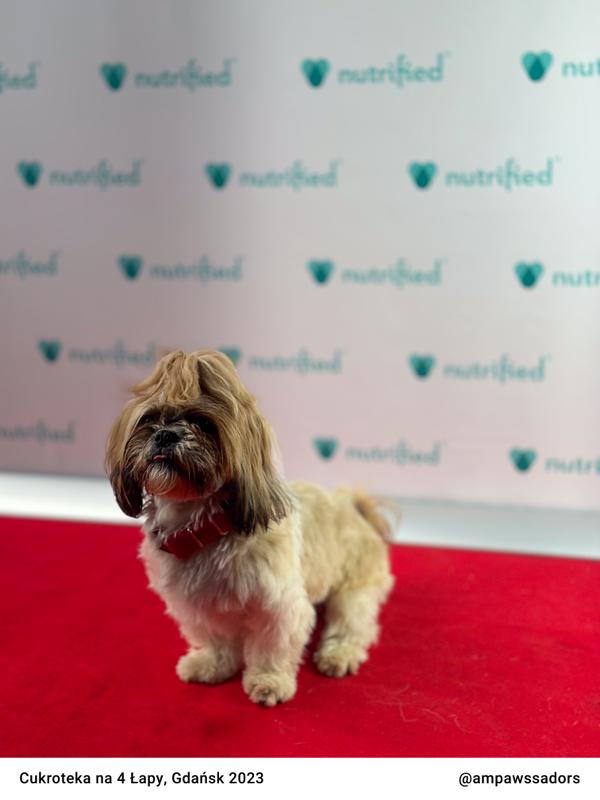 Cukroteka Gdansk 2023 17