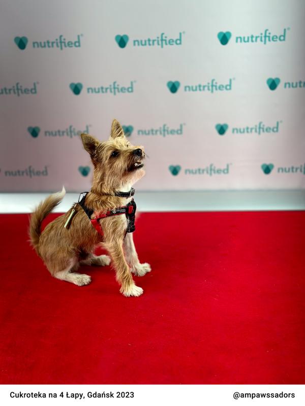 Cukroteka Gdansk 2023 18