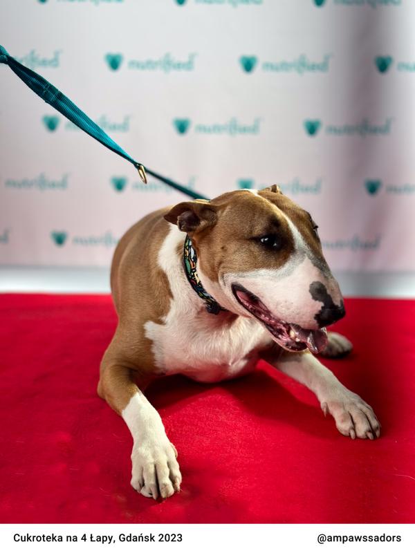 Cukroteka Gdansk 2023 21