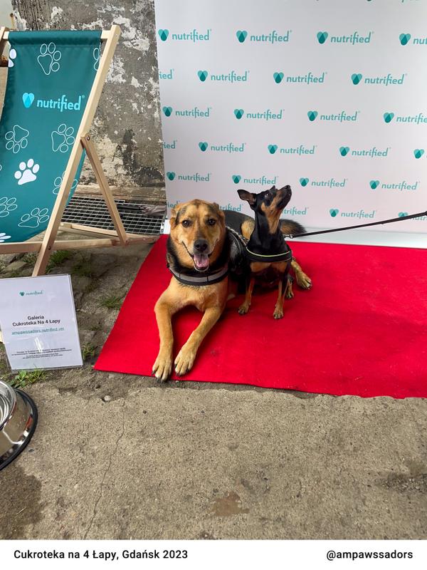 Cukroteka Gdansk 2023 23