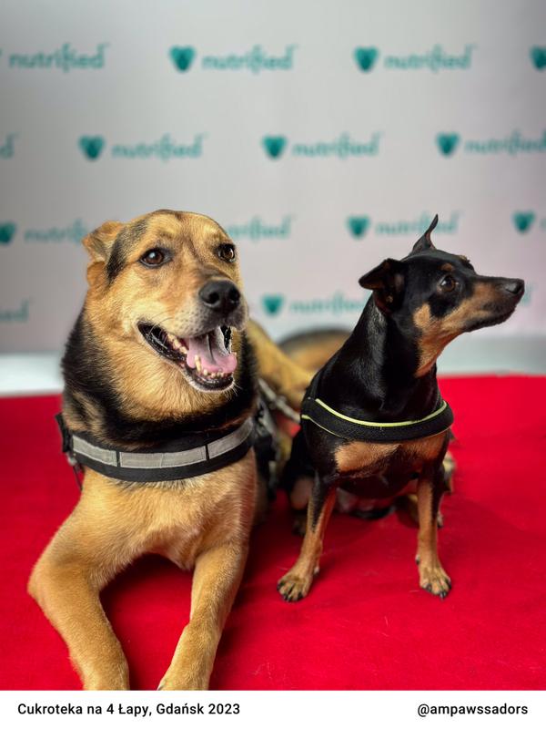 Cukroteka Gdansk 2023 24