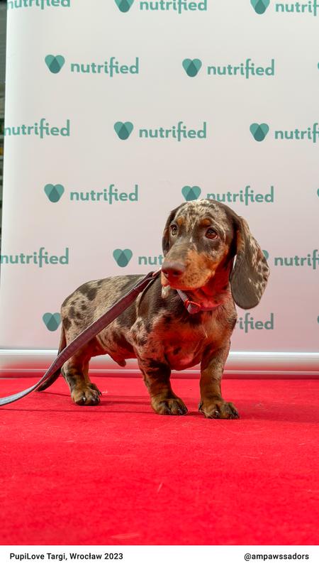 PupiLove Wrocław 2023